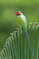 Long-tailed Parakeet-240103-212MSDCF-FYP06421-W.jpg