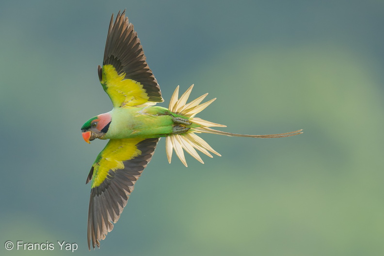 Long-tailed_Parakeet-250620-112FRYAP-FYA00345-W.jpg