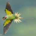 Long-tailed_Parakeet-250620-112FRYAP-FYA00345-W.jpg
