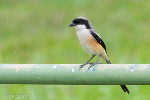 Long-tailed Shrike-100509-100EOS7D-IMG_3233-W.jpg