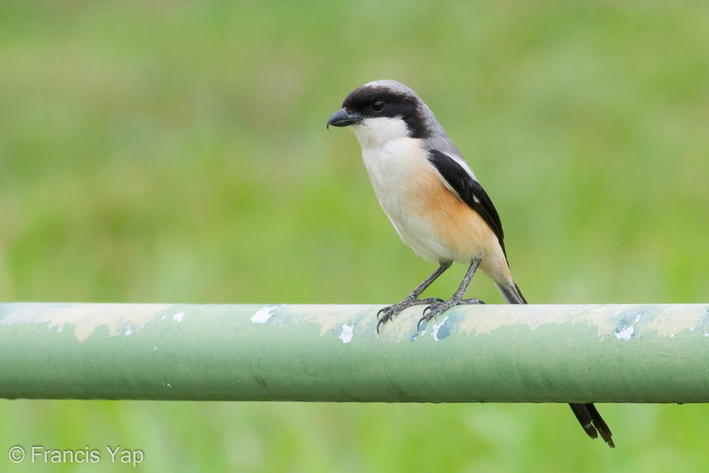 Long-tailed_Shrike-100509-100EOS7D-IMG_3233-W.jpg