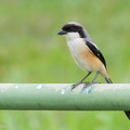 Long-tailed_Shrike-100509-100EOS7D-IMG_3233-W.jpg