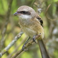 Long-tailed_Shrike-101114-103EOS7D-IMG_9837-W.jpg