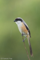 Long-tailed Shrike-161226-108EOS1D-F1X20346-W.jpg