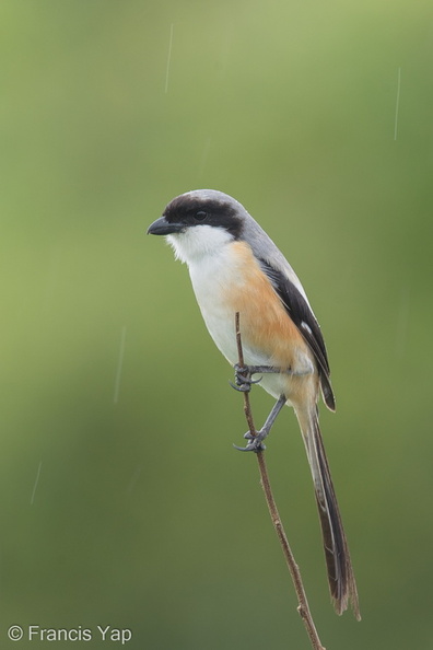 Long-tailed_Shrike-161226-108EOS1D-F1X20346-W.jpg