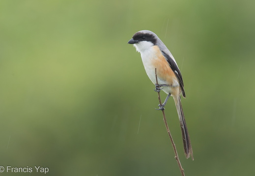 Long-tailed Shrike