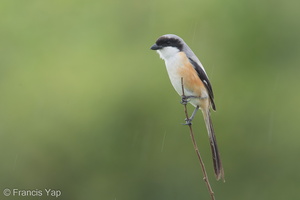 Long-tailed Shrike-161226-108EOS1D-F1X20363-W.jpg