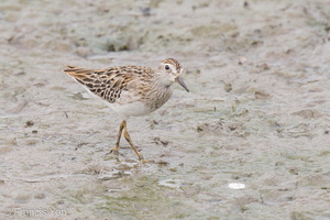 Long-toed Stint-120921-101EOS1D-FY1X7709-W.jpg