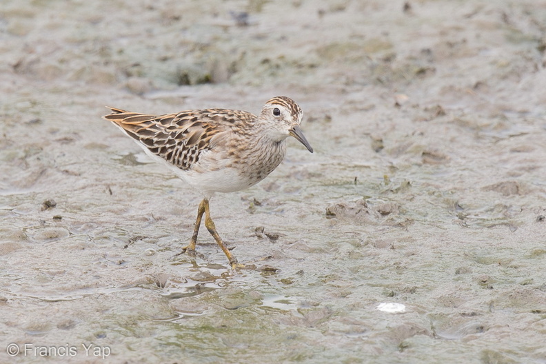 Long-toed_Stint-120921-101EOS1D-FY1X7709-W.jpg