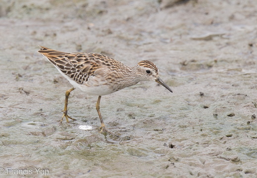 Long-toed Stint