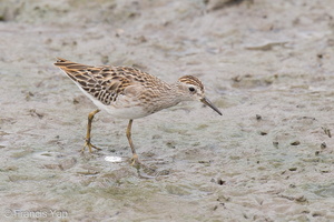 Long-toed Stint-120921-101EOS1D-FY1X7714-W.jpg