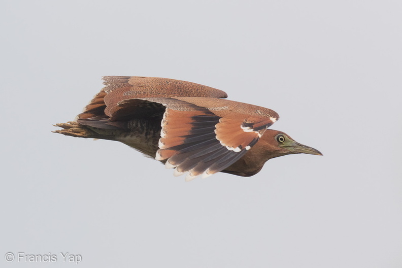 Malayan_Night_Heron-151218-101EOS5D-FY5S8038-W.jpg