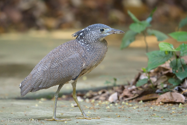 Malayan_Night_Heron-190417-116ND500-FYP_7830-W.jpg