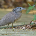 Malayan_Night_Heron-190417-116ND500-FYP_7830-W.jpg