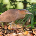 Malayan_Night_Heron-191113-103MSDCF-FYP06483-W.jpg