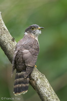 Malaysian Hawk-Cuckoo-130928-110EOS1D-FY1X3224-W.jpg