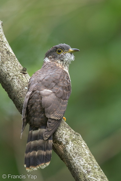 Malaysian_Hawk-Cuckoo-130928-110EOS1D-FY1X3224-W.jpg