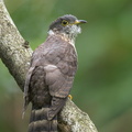 Malaysian_Hawk-Cuckoo-130928-110EOS1D-FY1X3224-W.jpg