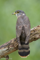 Malaysian Hawk-Cuckoo-161009-105EOS1D-F1X20515-W.jpg