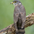 Malaysian_Hawk-Cuckoo-161009-105EOS1D-F1X20515-W.jpg