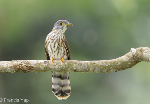 Malaysian Hawk-Cuckoo