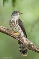 Malaysian Hawk-Cuckoo-161009-105EOS1D-F1X21654-W.jpg