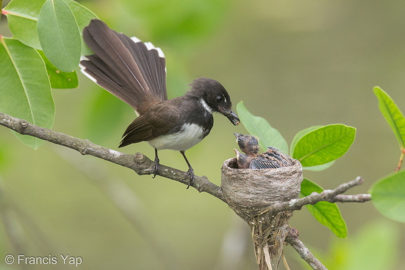 Malaysian_Pied_Fantail-140613-117EOS1D-FY1X0984-W.jpg