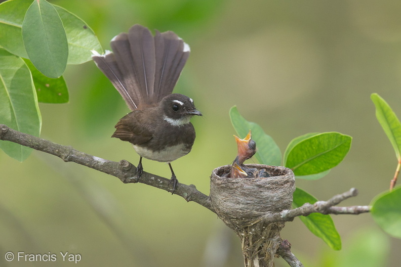 Malaysian_Pied_Fantail-140613-117EOS1D-FY1X1419-W.jpg