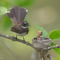 Malaysian_Pied_Fantail-140613-117EOS1D-FY1X1419-W.jpg