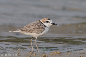 Malaysian Plover-120815-100EOS1D-FY1X7100-W.jpg