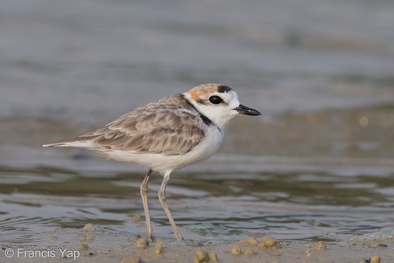 Malaysian_Plover-120815-100EOS1D-FY1X7100-W.jpg