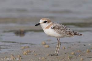 Malaysian Plover-120815-100EOS1D-FY1X7123-W.jpg