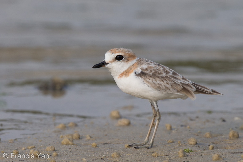 Malaysian_Plover-120815-100EOS1D-FY1X7123-W.jpg