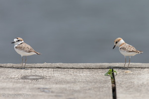 Malaysian Plover-121016-102EOS1D-FY1X7907-W.jpg