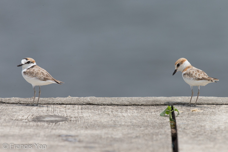 Malaysian_Plover-121016-102EOS1D-FY1X7907-W.jpg