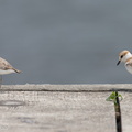 Malaysian_Plover-121016-102EOS1D-FY1X7907-W.jpg