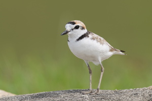 Malaysian Plover-210508-109MSDCF-FRY08897-W.jpg