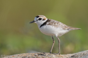 Malaysian Plover-210606-112MSDCF-FRY06105-W.jpg