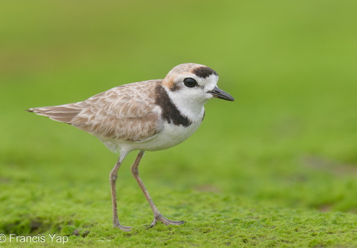 Malaysian Plover