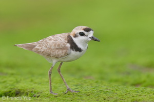 Malaysian Plover-210612-113MSDCF-FRY09141-W.jpg