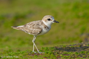 Malaysian Plover-210912-120MSDCF-FRY02570-W.jpg