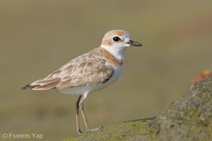 Malaysian Plover-240430-226MSDCF-FYP06994-W.jpg