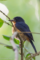 Mangrove Blue Flycatcher-110417-101EOS1D-FYAP9979-W.jpg