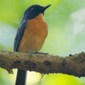 Mangrove_Blue_Flycatcher-110417-102EOS1D-FYAP0083-W.jpg