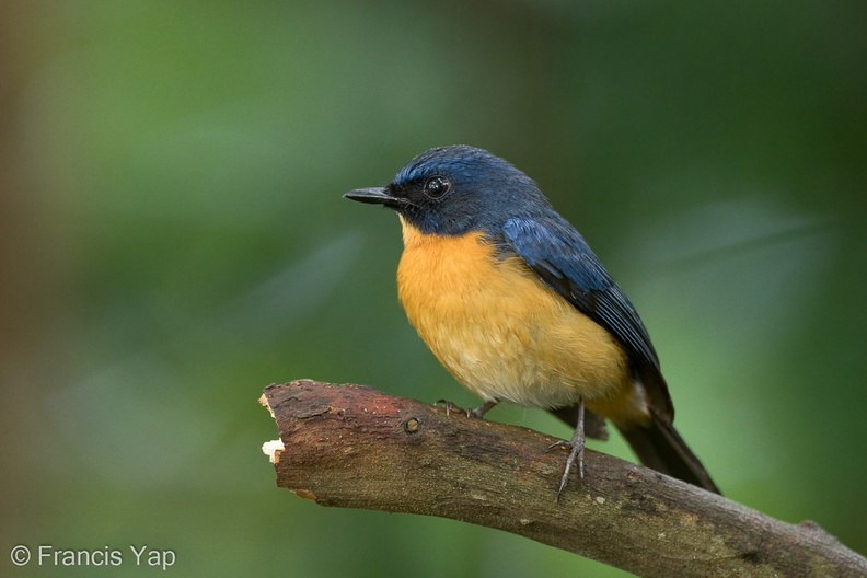 Mangrove_Blue_Flycatcher-220316-142MSDCF-FRY04961-W.jpg