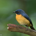 Mangrove_Blue_Flycatcher-220316-142MSDCF-FRY04961-W.jpg