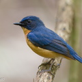 Mangrove_Blue_Flycatcher-220327-143MSDCF-FRY07178-W.jpg
