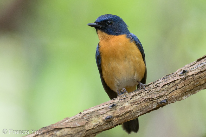 Mangrove_Blue_Flycatcher-220327-143MSDCF-FRY07811-W.jpg