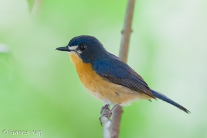 Mangrove Blue Flycatcher-251006-125FRYAP-FYA08545-W.jpg