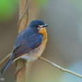 Mangrove_Blue_Flycatcher-251016-126FRYAP-FYA05066-W.jpg